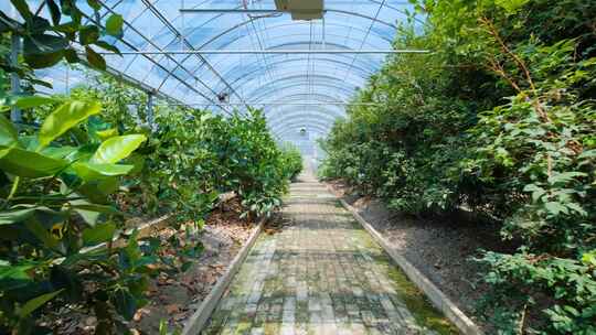 温室大棚果园果树种植