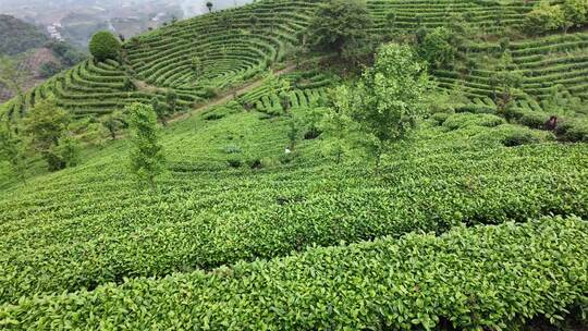 茶叶茶园茶场航拍