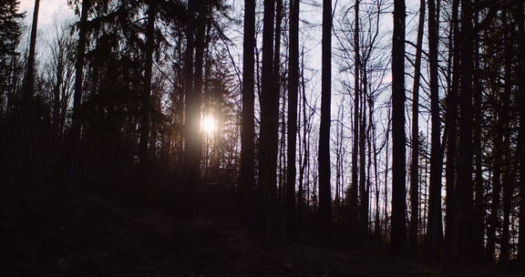 森林里的日落