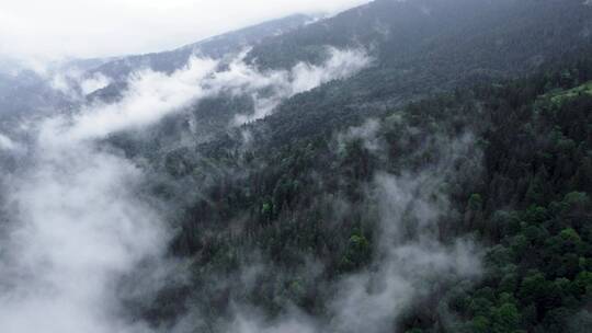 航拍一片雾蒙蒙的松林