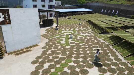 C福建太姥山茶园航拍视频