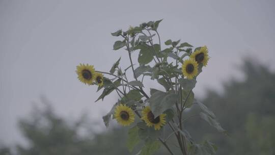 向日葵LOG视频素材模板下载