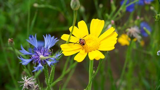 花朵上的蜜蜂采蜜昆虫采集粉授粉花粉