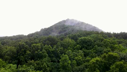 云雾缭绕的茂密山林全景