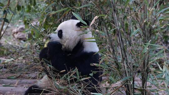 熊猫坐立吃竹子视频素材模板下载