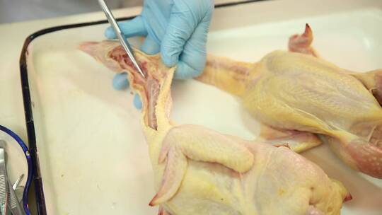 动物学家解剖禽类淋巴腺