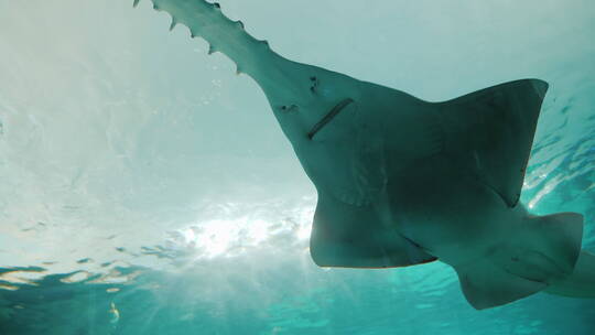 水族馆里的剑鱼