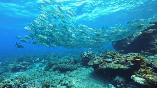 翻腾的 鱼群 海水 海底 风光