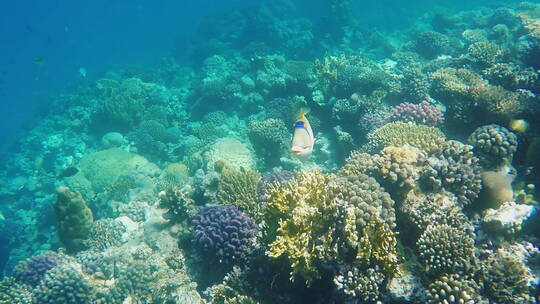 异国红海鱼特写视频素材模板下载