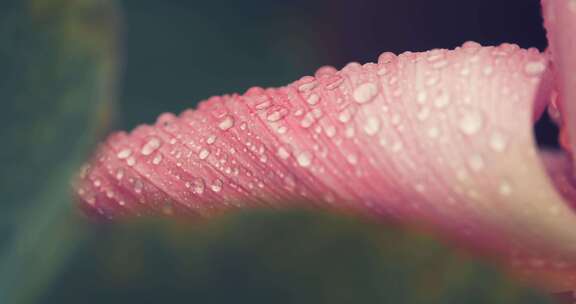 夏天雨后的荷花水珠