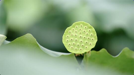 4k新鲜莲子荷花莲蓬采摘莲花种子