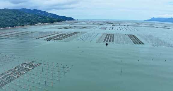 霞浦福建潮间带紫菜养殖0088