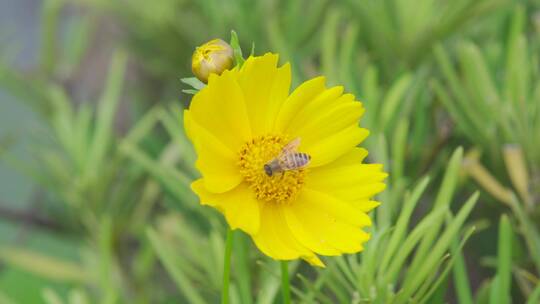 城市内的花——蜜蜂在大花金鸡菊上采蜜