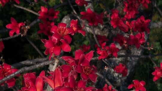 盛开的红色木棉花特写