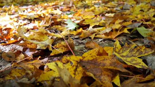 秋天地面上的落叶