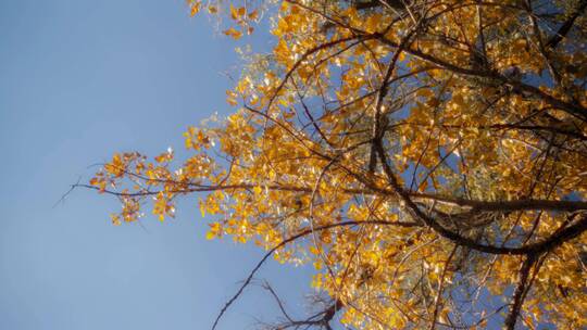 秋季枯黄的枫树树枝