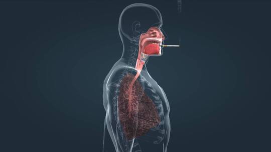 人体肺部吸烟变化过程展示吸烟危害三维东湖