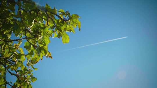 阳光树叶植物光影写意美好空镜绿色叶子夏天