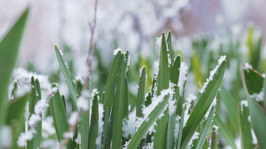 春天的第一朵春花被雪覆盖。