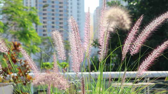 粉色狗尾巴草在风中轻轻摇曳的自然景象