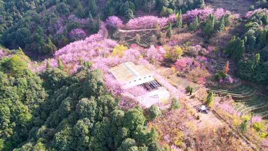 山林中被粉花环绕的房屋风景樱花