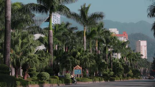 云南德宏芒市棕榈树街景视频素材模板下载