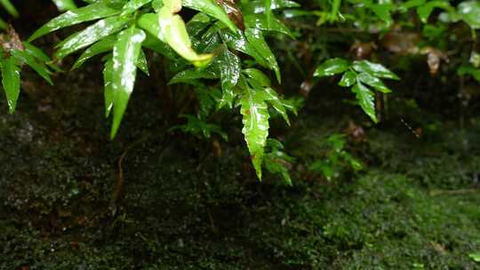 水青苔山泉水流水滴水风景森林自然大自然水