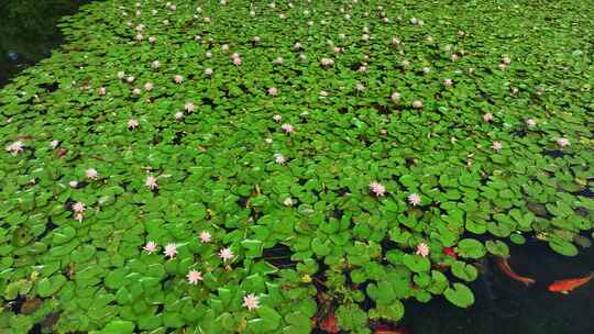 杭州西湖的睡莲盛开特写航拍画面