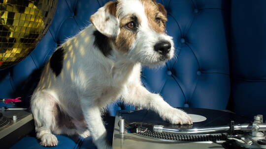 狗狗把腿搭在唱片上四处张望