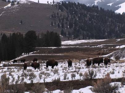 在白雪覆盖的草原上吃草的野牛