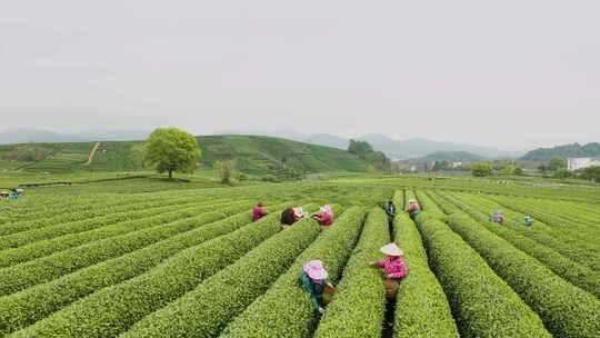 杭州西湖龙井茶园龙坞茶园航拍