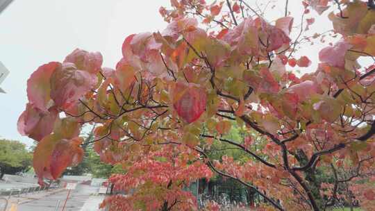 秋季 雨中 红叶 0231