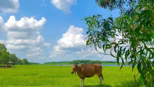 云和奶牛农场动物的背景