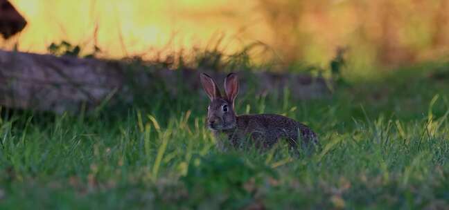 田野旁草地里的野兔吃草自然生态环境
