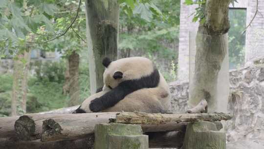 四川成都熊猫乐园大熊猫视频素材模板下载