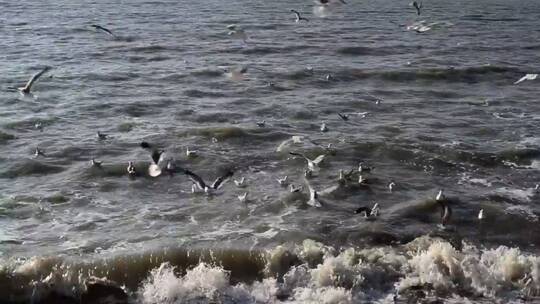 岸边的海鸥