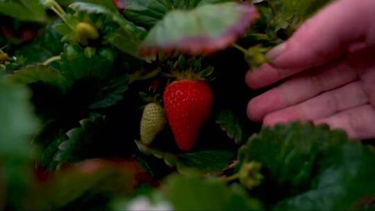农场手工采摘的草莓