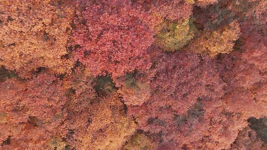 航拍秋季漫山遍野的红叶4K素材