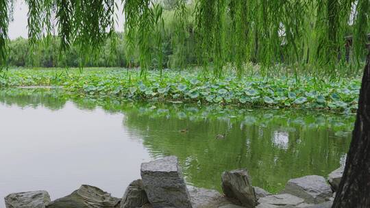 池塘的鸳鸯