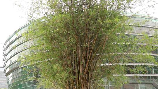 微风中的竹子