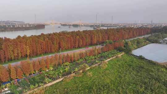 中国广东省佛山市顺德伦教水杉