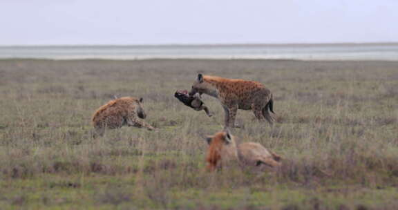 鬣狗带着角马头骨穿过塞伦盖蒂平原，越过其
