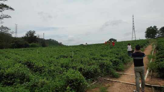 茶山采茶 研学 户外拓展绿茶体验