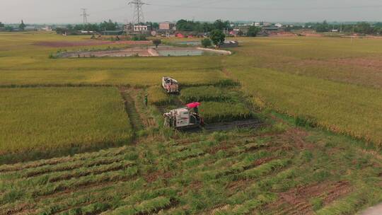航拍农机收割水稻视频素材模板下载
