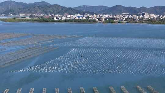 生蚝海上养殖场壮观景象