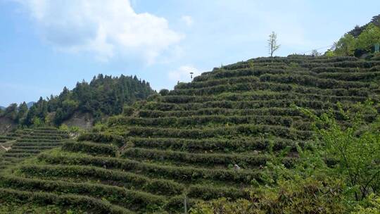 南岳衡山云雾茶茶场