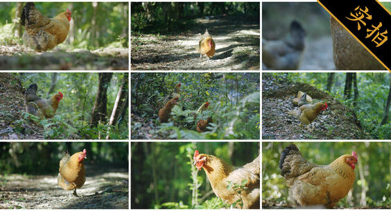 4K走地鸡 散养土鸡 养殖业母鸡公鸡养殖高清在线视频素材下载