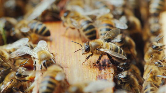 蜜蜂在蜂箱里工作制作有用的食物
