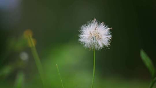 蒲公英开花