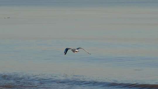 海面飞翔的海鸥